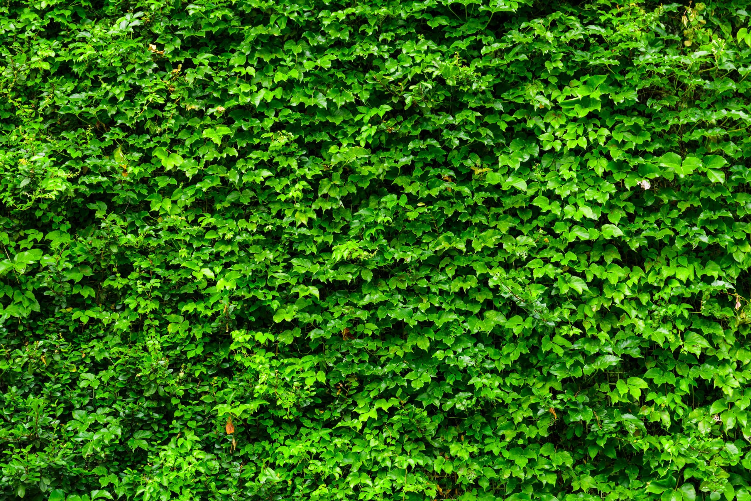 Quels bénéfices présente un mur végétal stabilisé ?