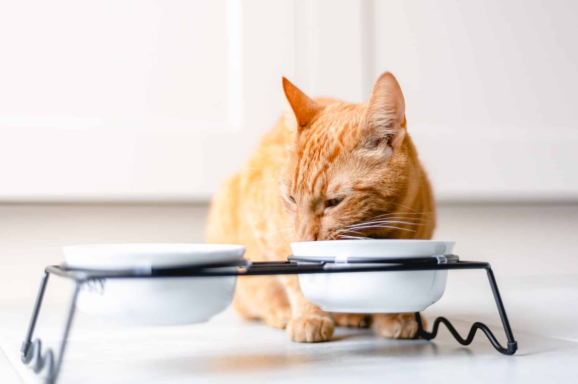 Comprendre les comportements alimentaires de votre chat : Guide pratique avec outils ESSCA et ESCAL